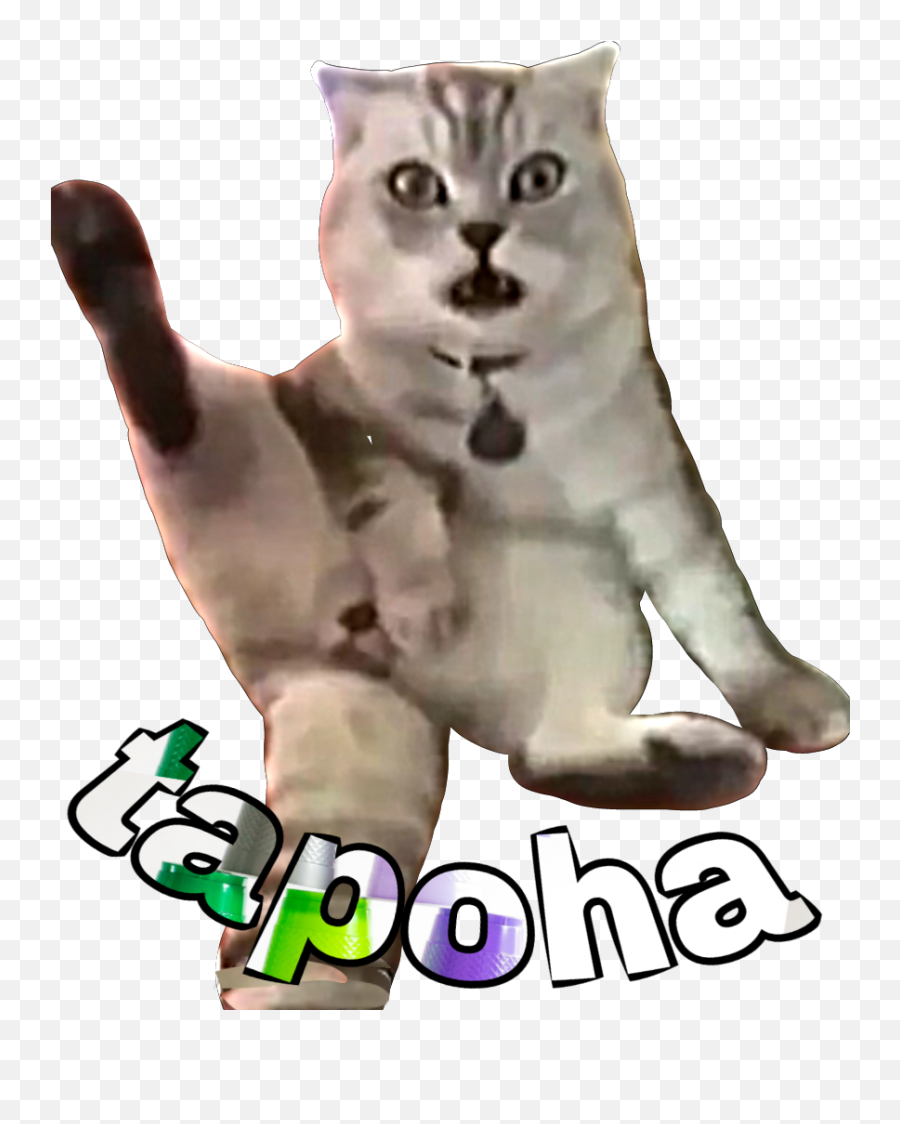 Foot Raiva Crazy Gato Angry Cat Louco - Squitten Emoji,Scared Cat Emoji