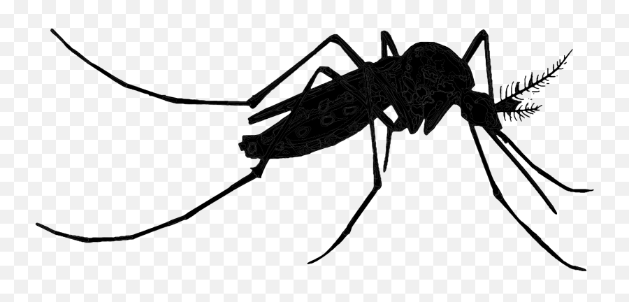 Mosquito Insect Black White - Transparent Background Mosquito Clipart Emoji,Mosquito Emoji