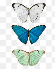 Blue Butterfly Wallpaper Iphone X - Illustration Emoji