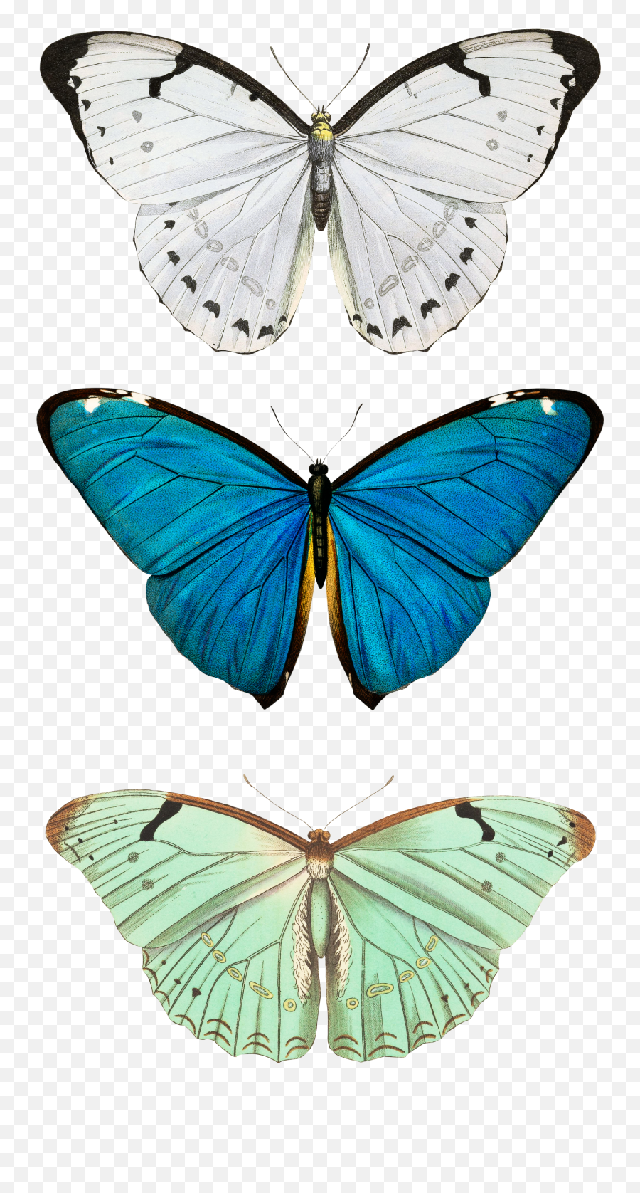 Blue Butterfly Wallpaper Iphone X - Butterfly Illustration Emoji,Butterfly Emoji Iphone