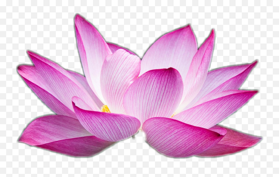 Zen Buddhism Namaste Lotusflower Pink Emoji,Lotus Flower Emoji
