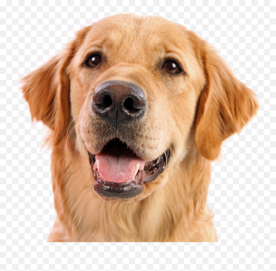 Dog Face Png 2 - Dog Face Png Emoji,Dog Face Emoji