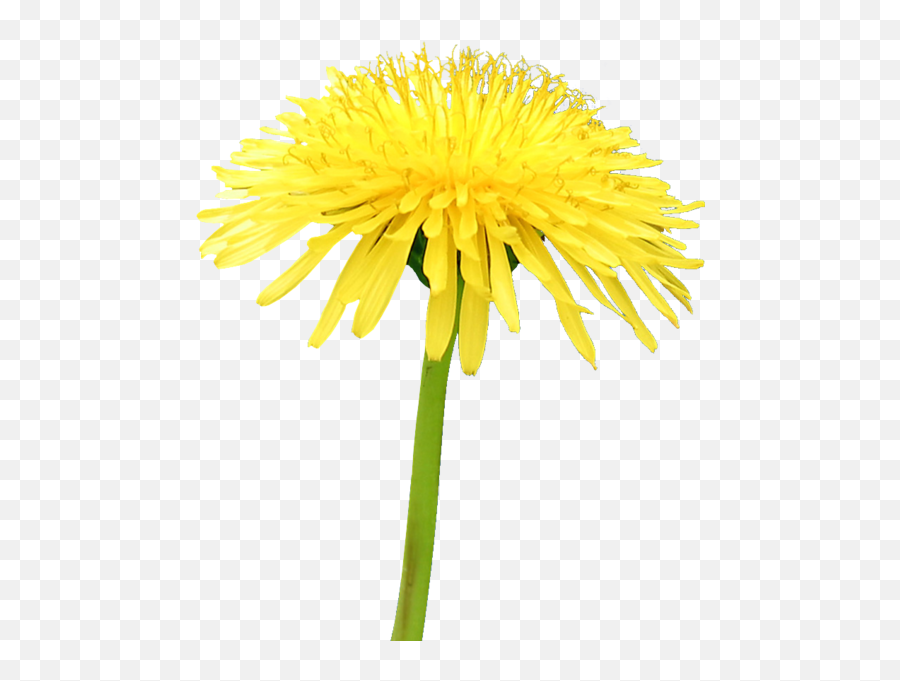 Yellow Flower Dandelion Psd Official Psds - Transparent Yellow Dandelion Png Emoji,Yellow Flower Emoji