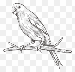 Budgie Drawing Pencil Transparent Png - Parrot Clipart Black And White Emoji