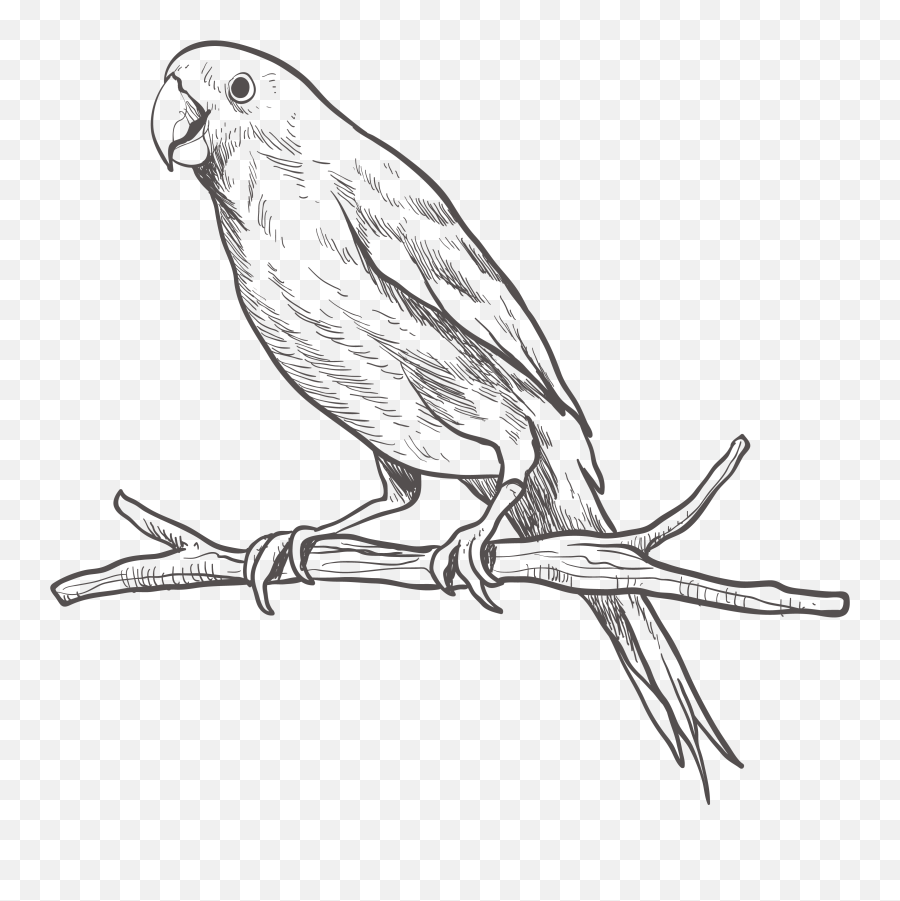 Budgie Drawing Pencil Transparent Png - Parrot Clipart Black And White Emoji,Parakeet Emoji