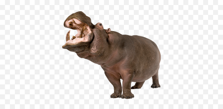 Search For - Hippo Png Emoji,Hippo Emoji Android