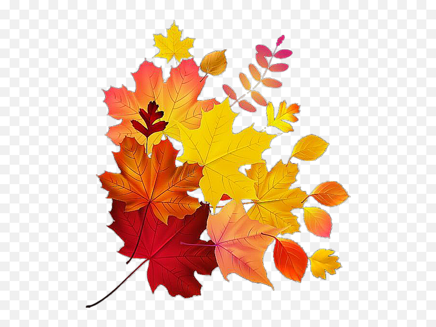 Maple Leaves Colorfull Colorful - Royalty Free Maple Leaf Emoji,Maple Leaf Emoji