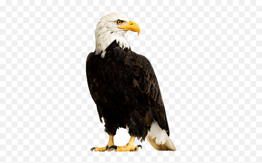Real Fotoedit Sticker Eagle America - Eagle With White Background Emoji,Eagles Emoji
