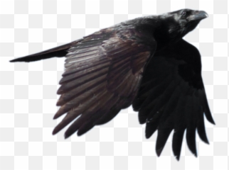 Download Raven Flying Free Download Hq Png Image - Raven Transparent Png Emoji,Fly The W Emoji