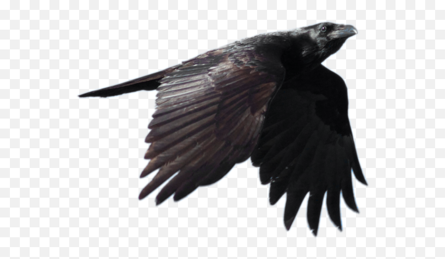 Download Raven Flying Free Download Hq Png Image - Raven Transparent Png Emoji,Fly The W Emoji