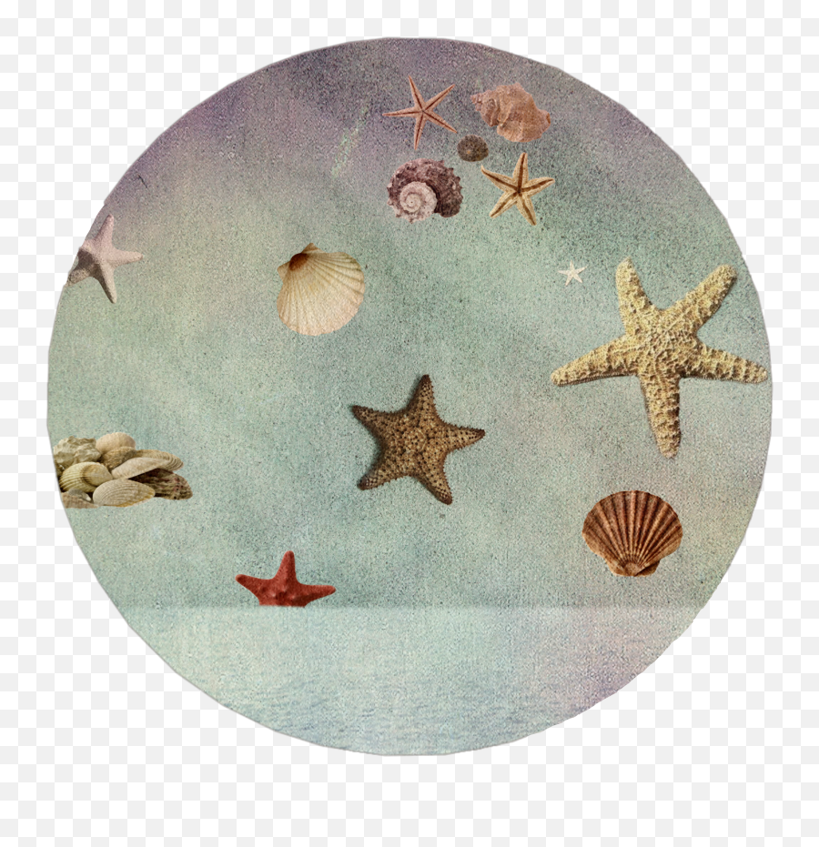 Seestern Starfish Muschel Meer Sea Emoji,Sand Dollar Emoji