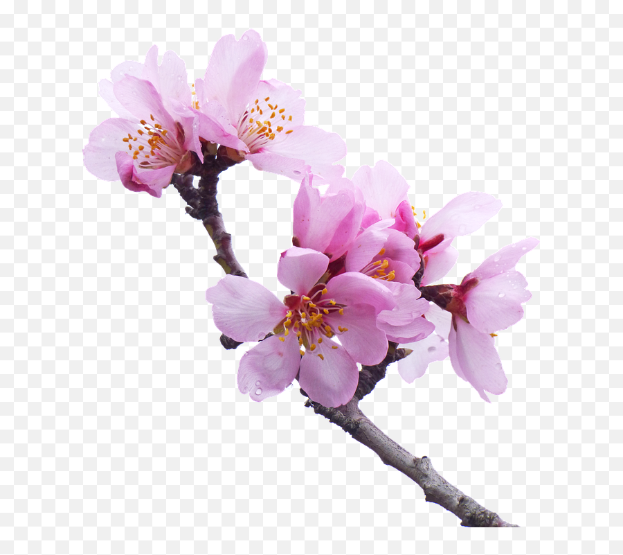 Cherry Png Images Cherry Blossom Transparent Free Download - Pink Flower Trees Transparent Background Emoji,Blossom Emoji