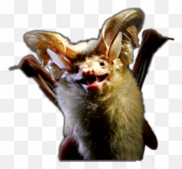 Bat Bats Batman Awesome Cute - Big Eared Bat Emoji,Brown Nose Emoji