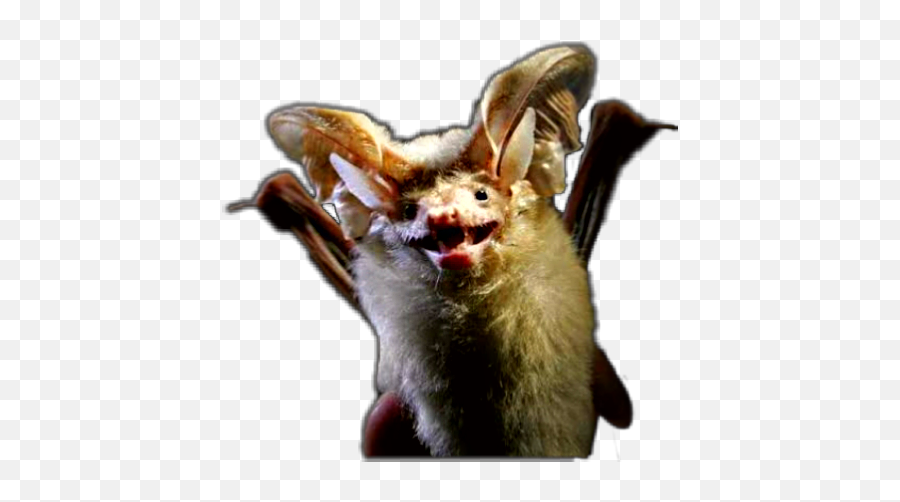 Bat Bats Batman Awesome Cute - Big Eared Bat Emoji,Brown Nose Emoji