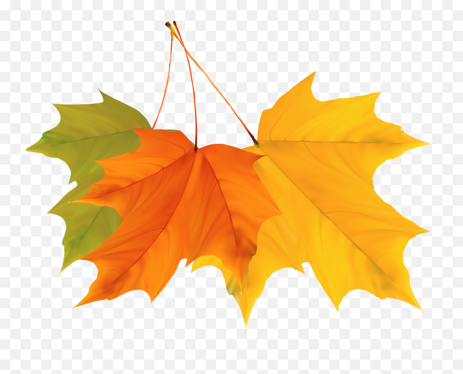 Maple Leaf Autumn - Vector Autumn Leaves Png Emoji,Fall Emoji