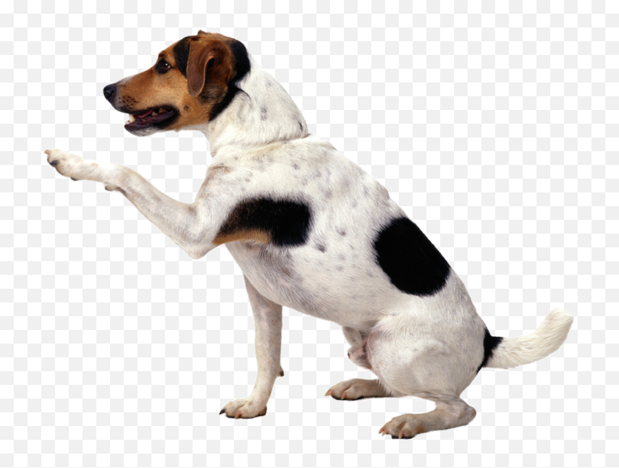 Dog Begging Psd Official Psds - Picsart Dog Png Hd Emoji,Begging Emoji