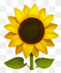 Download Hd Flower Sun Freeedit Iphone - Emoji Sunflower Png,Sakura Flower Emoji