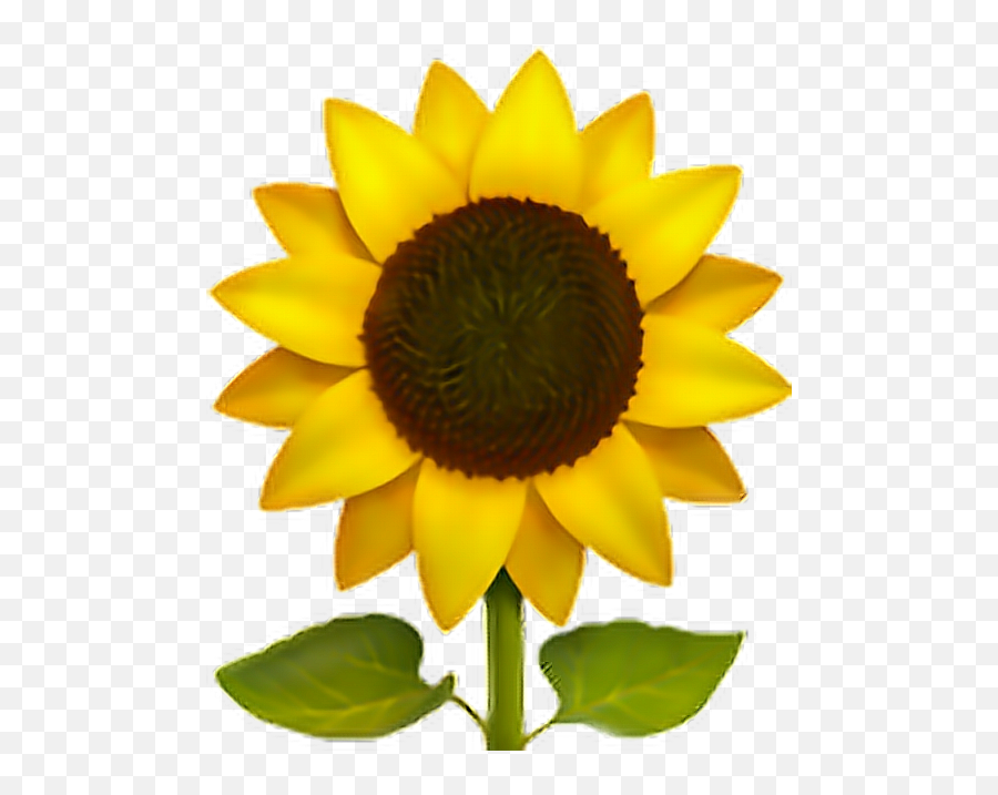 Download Hd Flower Sun Freeedit Iphone - Emoji Sunflower Png,Sakura Flower Emoji