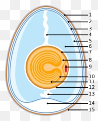 Egg As Food - 15 Parts Of An Emoji