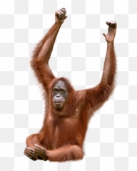 Orangutan - Orangutang Stock Emoji