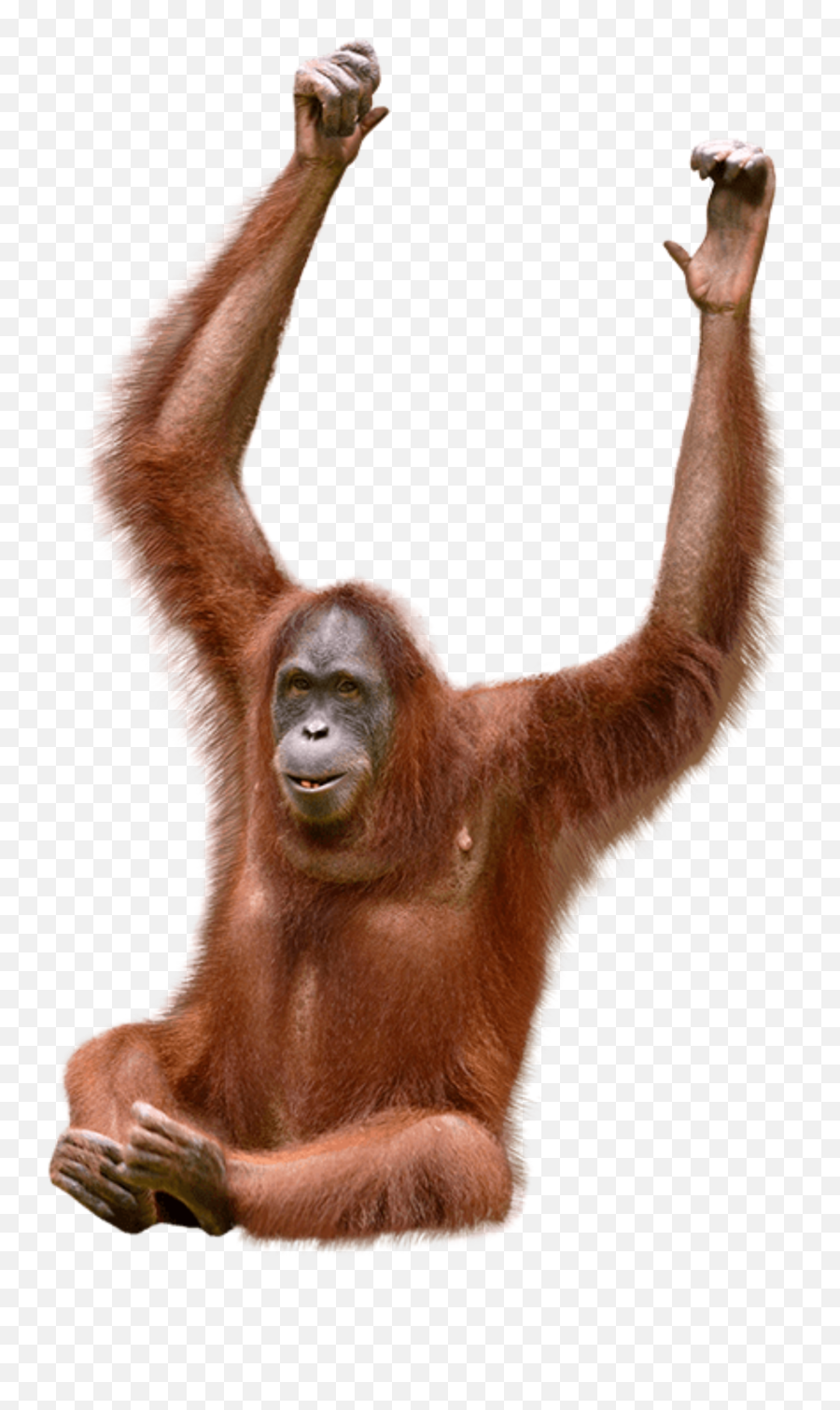 Orangutan - Orangutang Stock Emoji,Orangutan Emoji