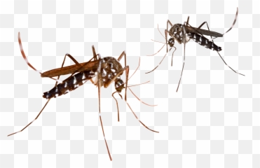 Mosquito Clipart Malaria Mosquito Mosquito Malaria Mosquito - Transparent Background Mosquito Clipart Emoji,Mosquito Emoji
