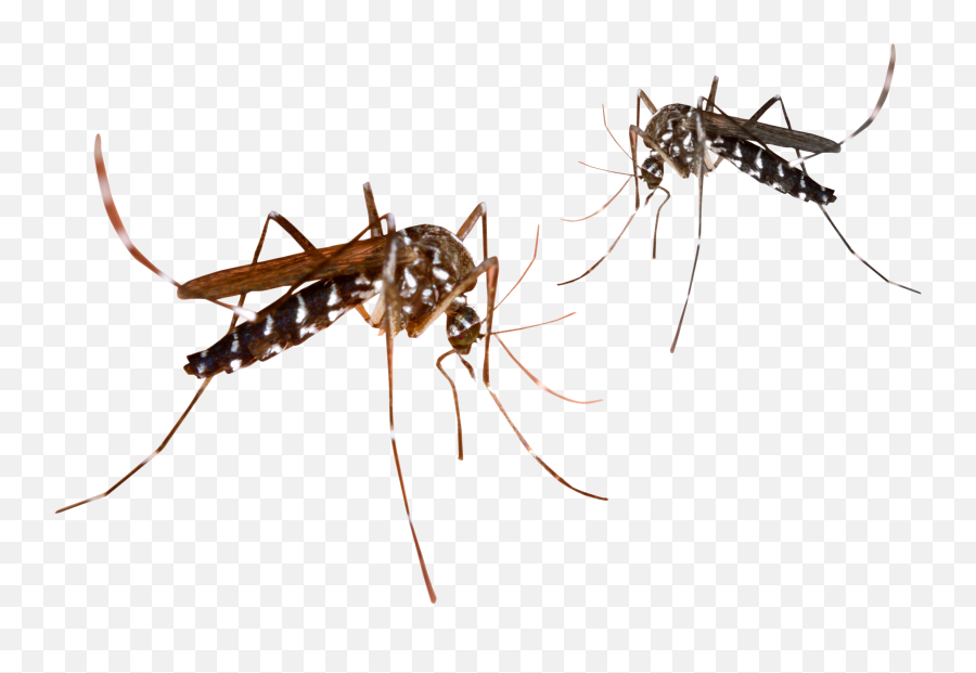 Mosquito Clipart Malaria Mosquito Mosquito Malaria Mosquito - Transparent Background Mosquito Clipart Emoji,Mosquito Emoji