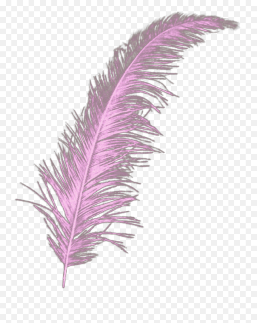 Quill Feather Purple - Moulin Rouge Feathers Png Emoji,Quill Emoji