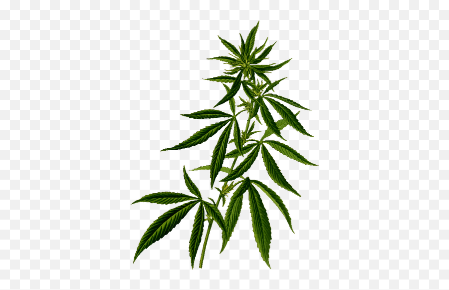 Cannabis Silhouette - Transparent Weed Plant Png Emoji,Marijuana Leaf Emoji