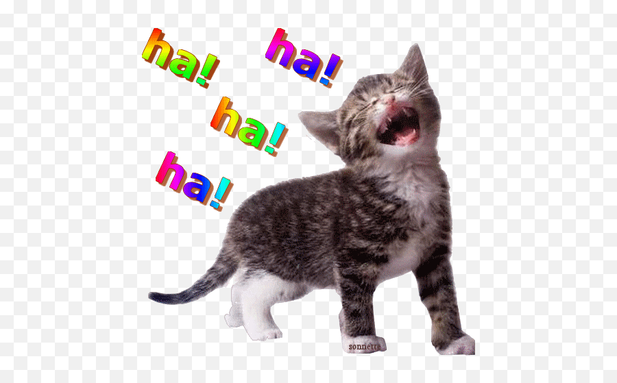 Funny Emoticons - Pussycat Doll Memes Emoji,Kitten Emoticons