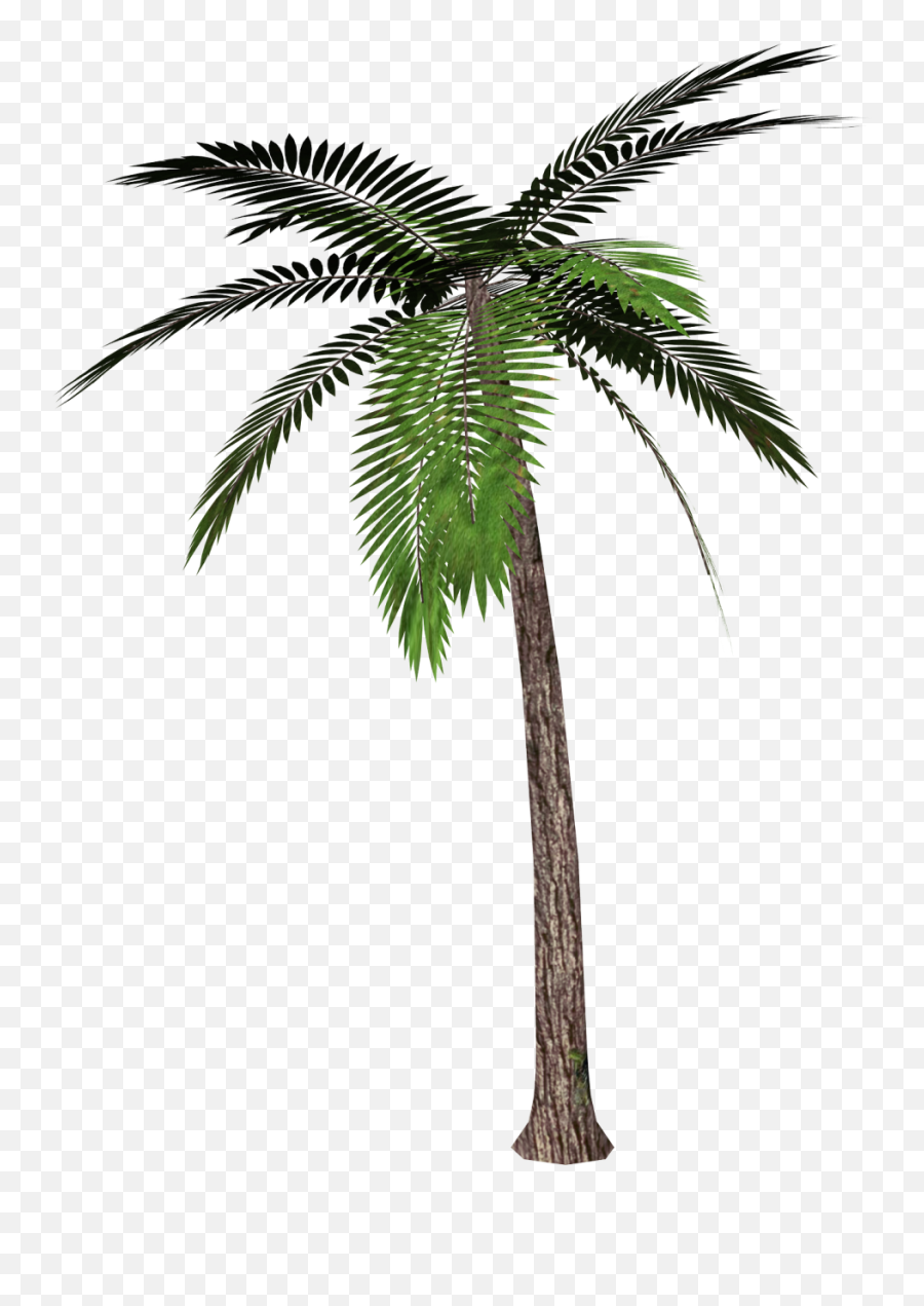 Palm Tree Clip Art Png Palm Tree - Palm Tree Transparent Background Emoji,Palm Tree Emoticons