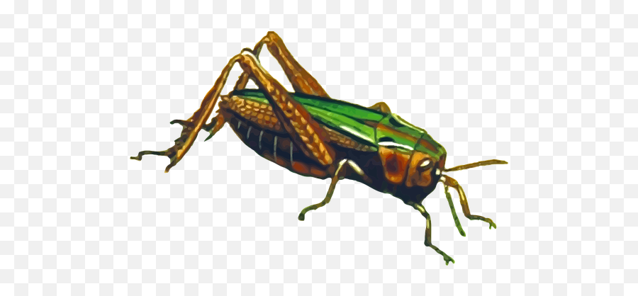 Freetoedit Saltamontes Insecto Cricket - Caelifera Emoji,Cricket Emoji With Sound