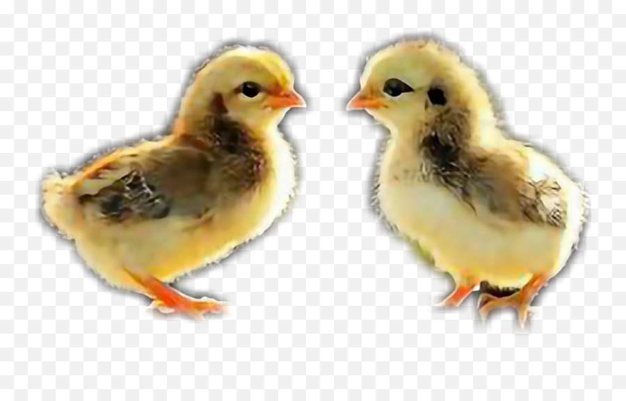 Pollo - Bird Quotes In Malayalam Emoji,Quail Emoji