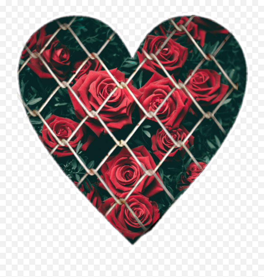 Herat - Aesthetic Red Roses Background Emoji,Herat Emoji