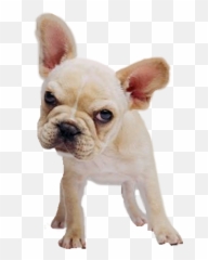 Dog Puppy Bulldog Frenchbulldog Frenchie Frenchy Pets - French Bulldog Emoji,French Bulldog Emoji