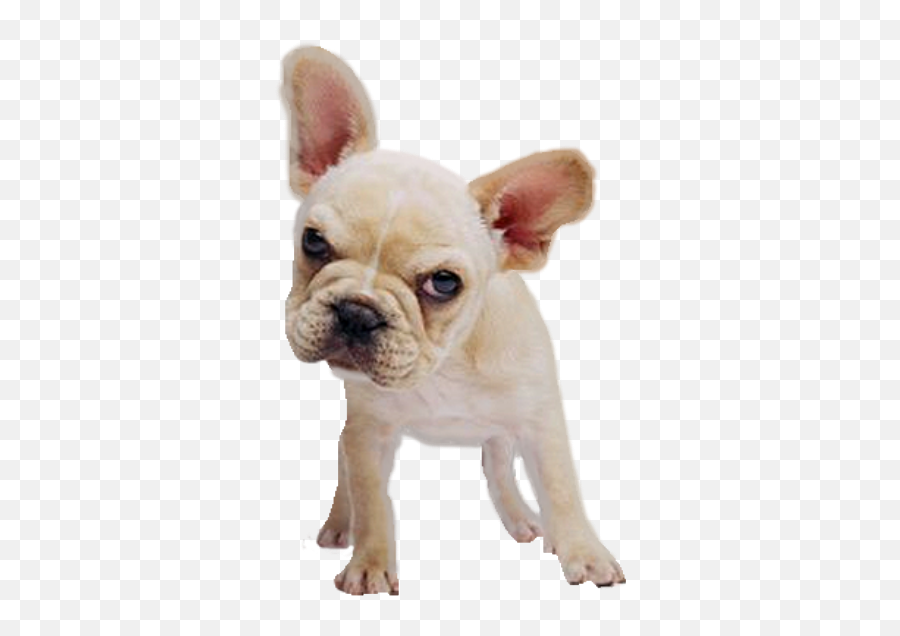 Dog Puppy Bulldog Frenchbulldog Frenchie Frenchy Pets - French Bulldog Emoji,French Bulldog Emoji