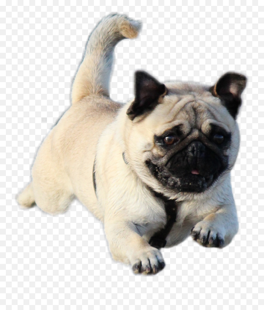 Dog Flyingpug Pug Sticker By Hannabonecrusheredits - Perro Corriendo Png Emoji,Pug Emoji
