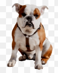 Old English Bulldog Olde English - Bulldog Emoji,Bulldog Emoji