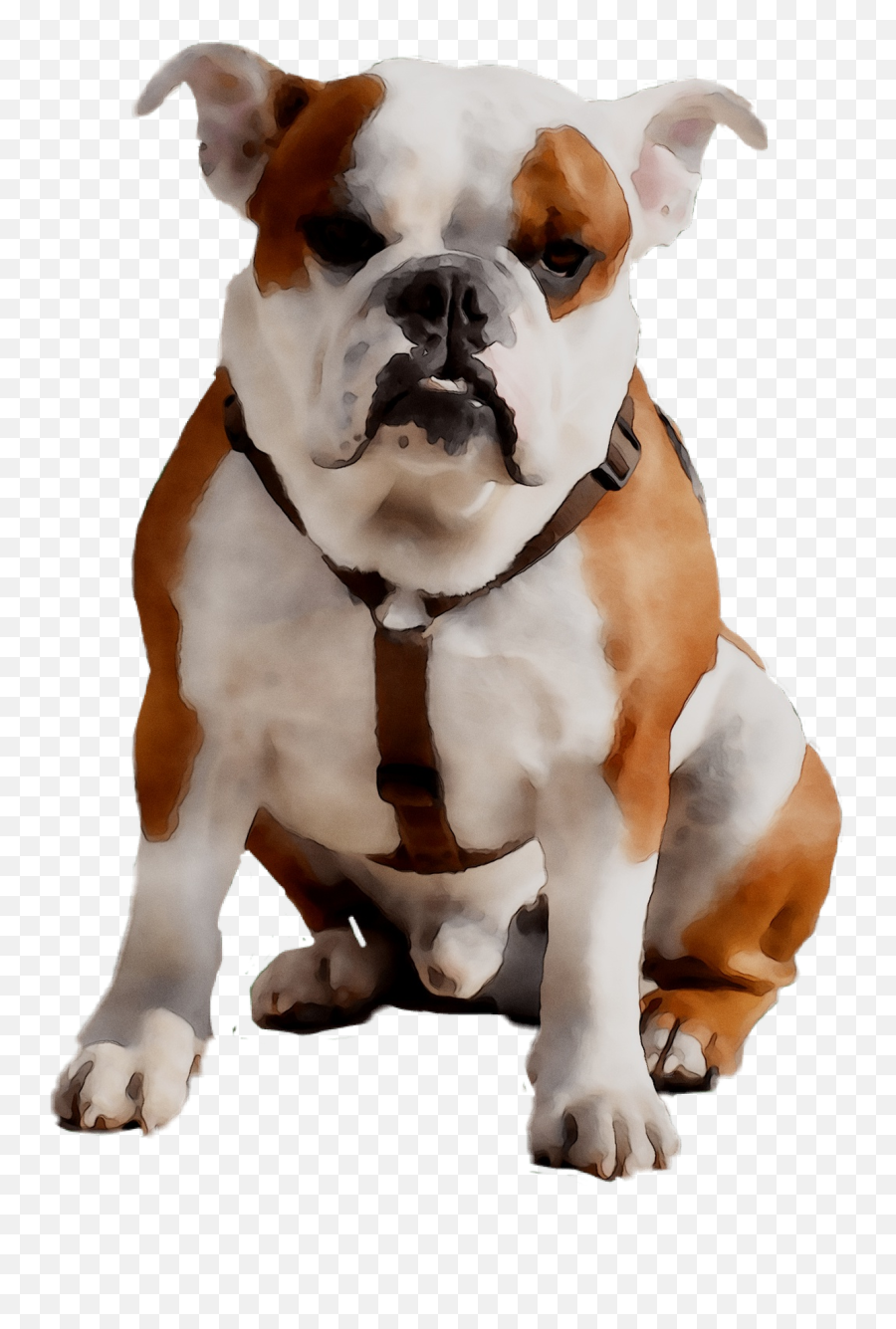 Old English Bulldog Olde English - Bulldog Emoji,Bulldog Emoji
