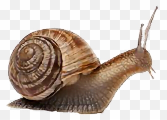 Snail - Animals That Has Shell Emoji,Snail Emoji