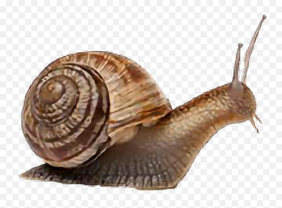 Snail - Animals That Has Shell Emoji,Snail Emoji