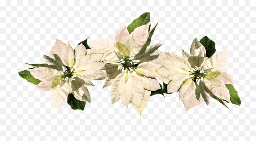 Free Poinsettia Christmas Images - White Poinsettias Emoji,Christmas Emoji Copy And Paste