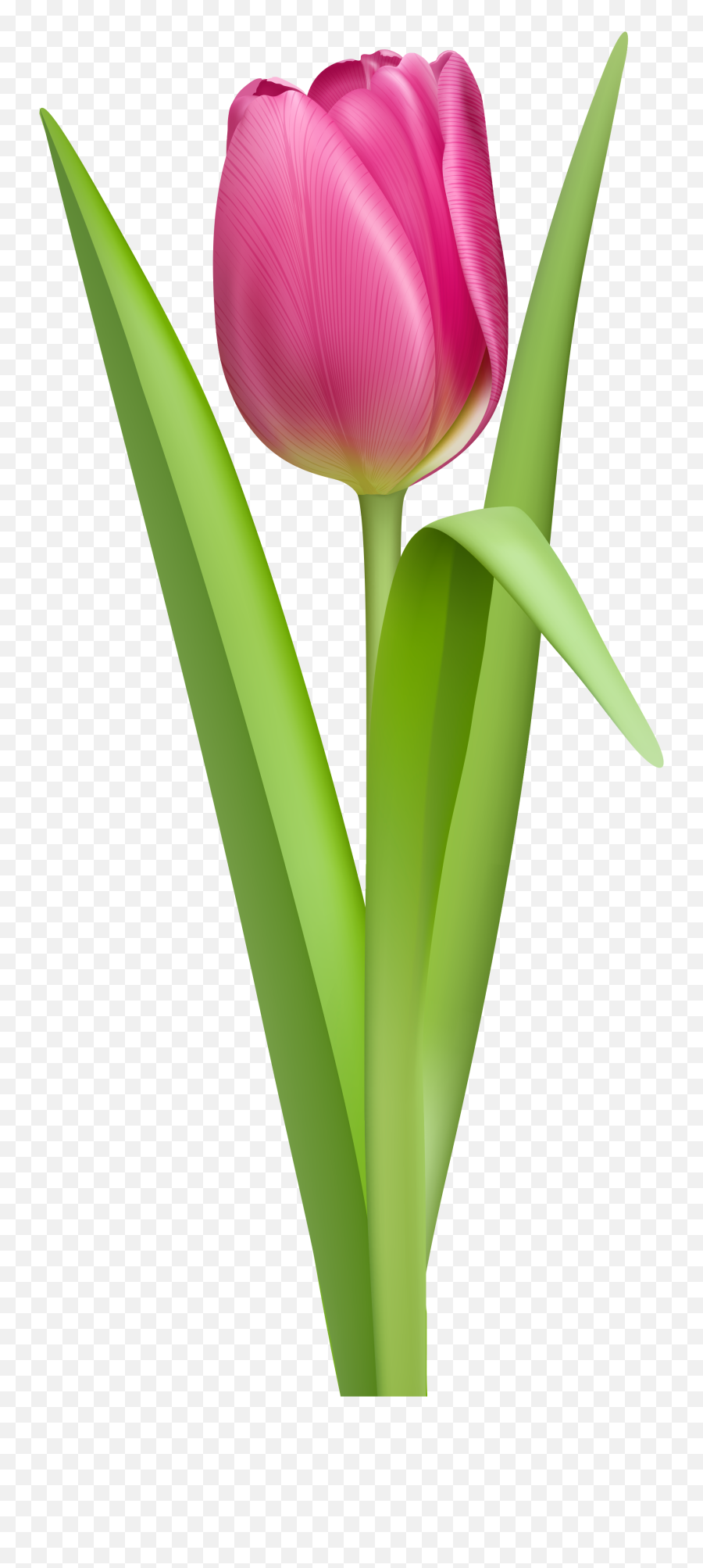 Tulip Flower Coloring Page Free Clip - Tulip Clipart Emoji,Tulips Emoji