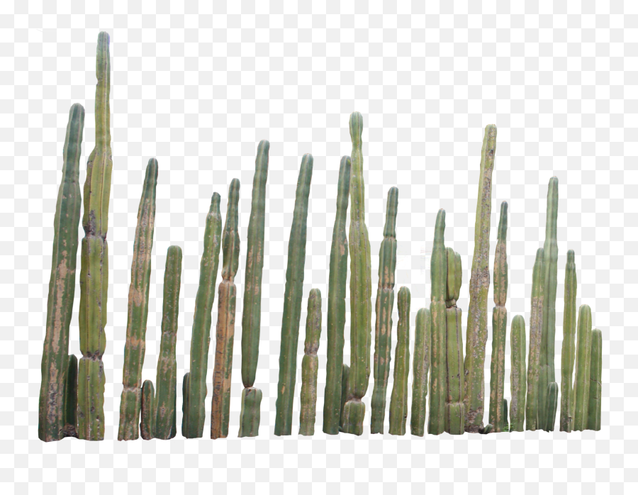Free Cacti Png Download Free Clip Art Free Clip Art - Organos Cactus Png Emoji,Cactus Emoji