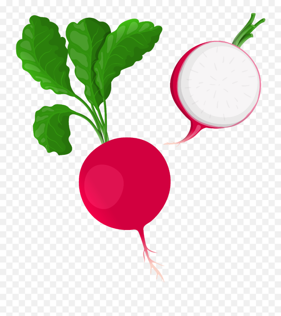Vegetable Cartoon - Radish Clipart Png Emoji,Radish Emoji