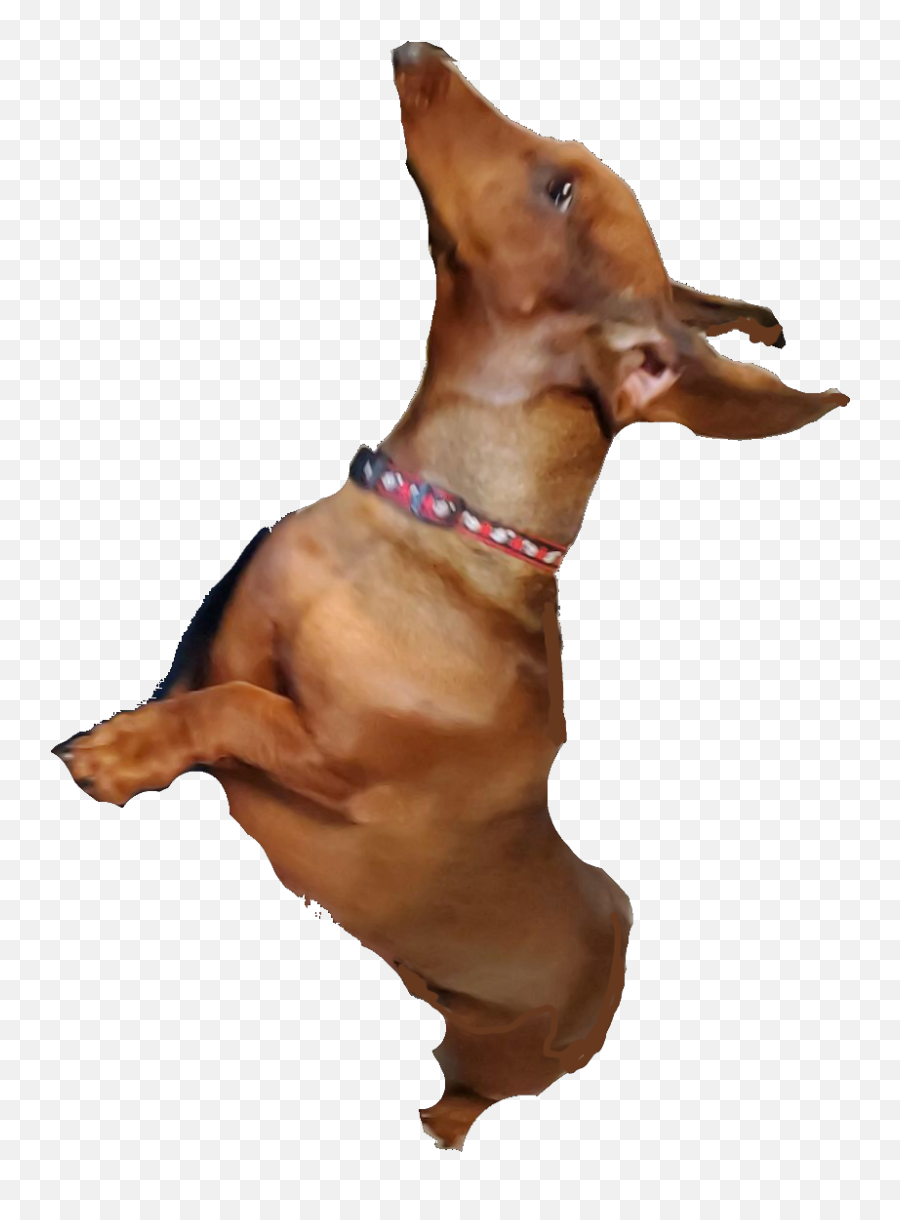 The Newest Dachshund Stickers - Dobermann Emoji,Wiener Dog Emoji