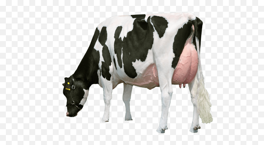 Png - Milk Cow Hd Png Emoji,Cow Emoji Png