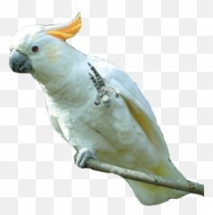 Cockatoo Parrots Png Images Geo - Of Emoji