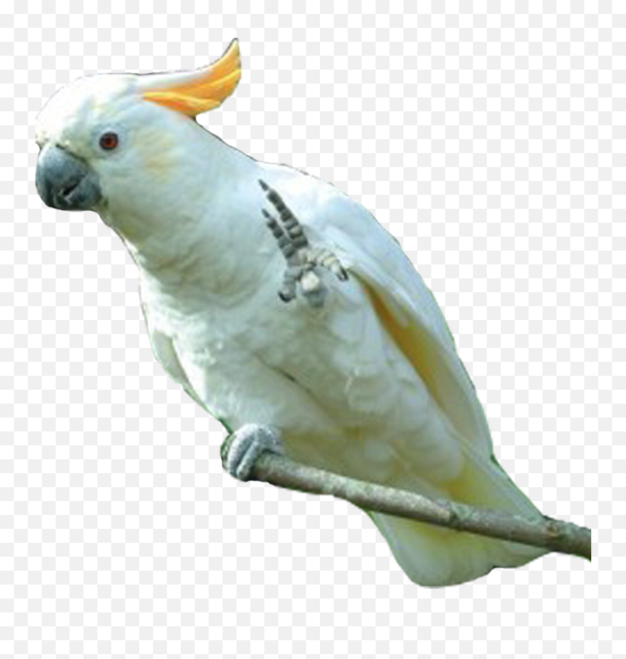 Cockatoo Parrots Png Images Geo Png - Png Of Cockatoo Emoji,Parrot Emoticon
