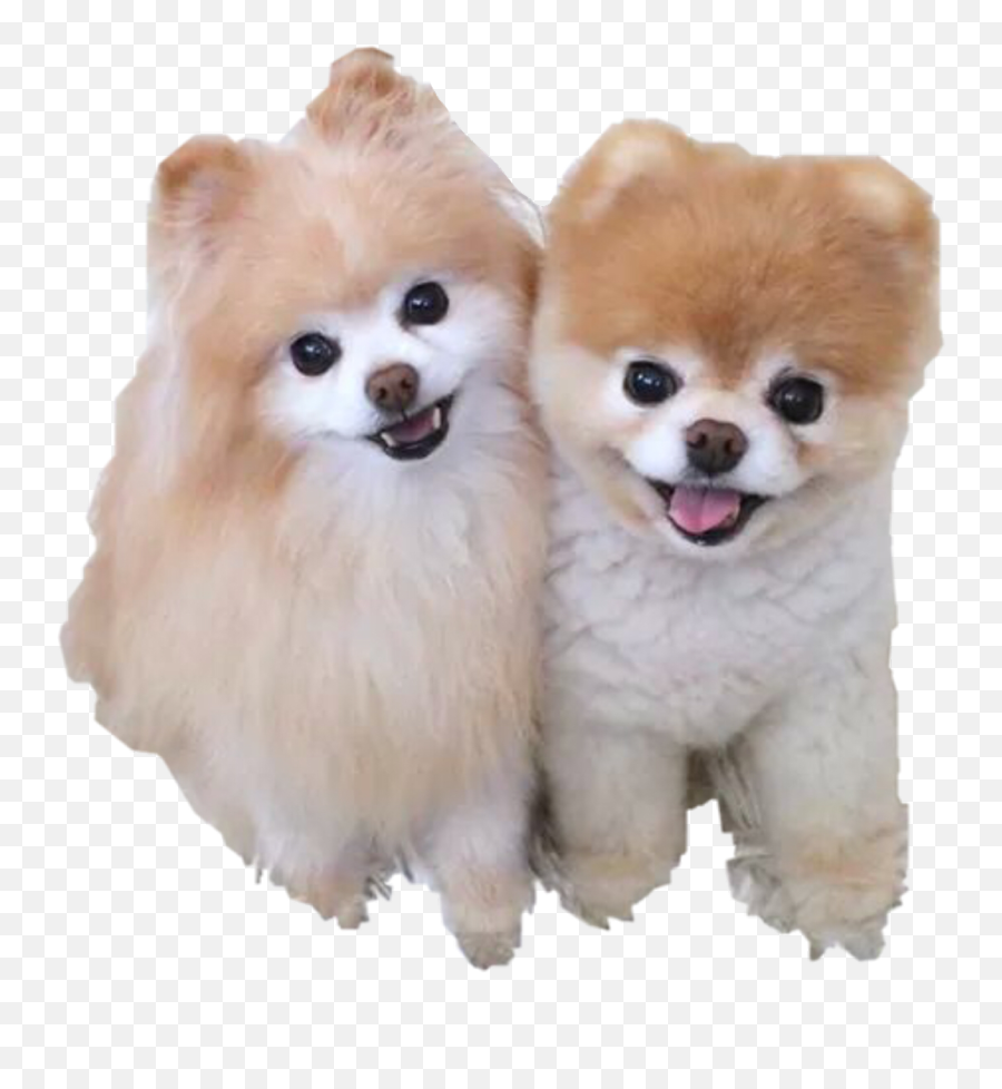Boo Jiffpom Cute Dog Dogs Love Freetoedit - Boo Dog Emoji,Jiffpom Emoji